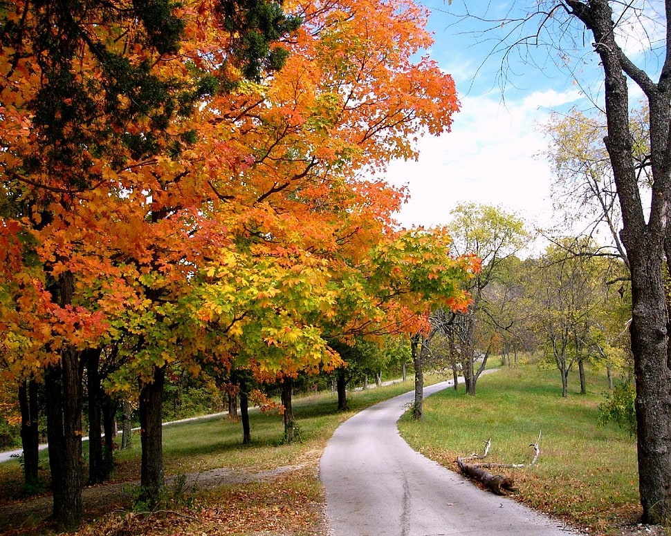 orange leafed tree, trees, forest, fall HD wallpaper