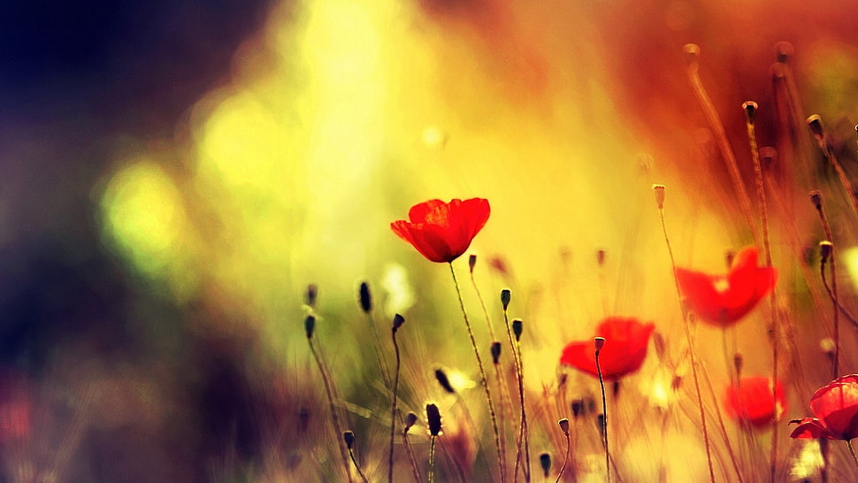 red rose, poppies, flowers, depth of field, nature HD wallpaper