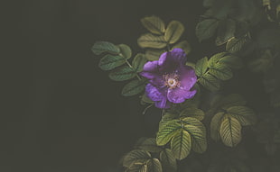 purple flower with green leaves HD wallpaper