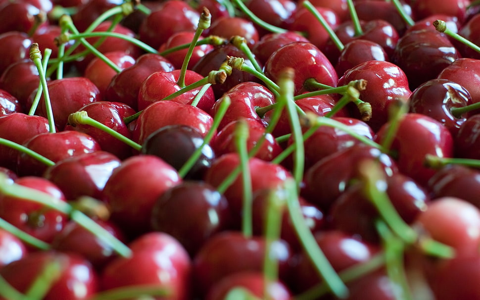 bunch of cherries HD wallpaper