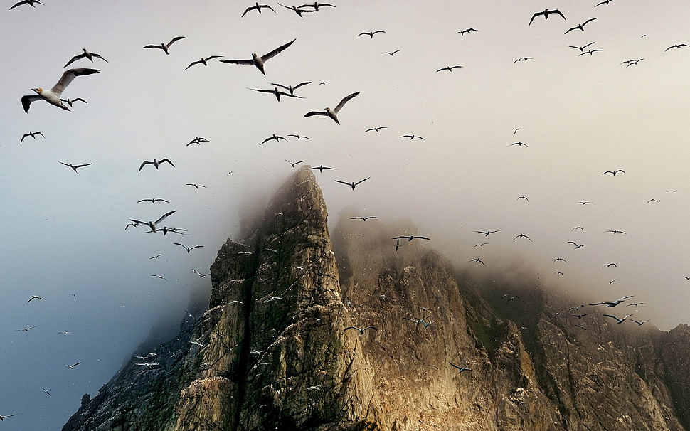brown mountain, animals, birds, cliff, mountains HD wallpaper