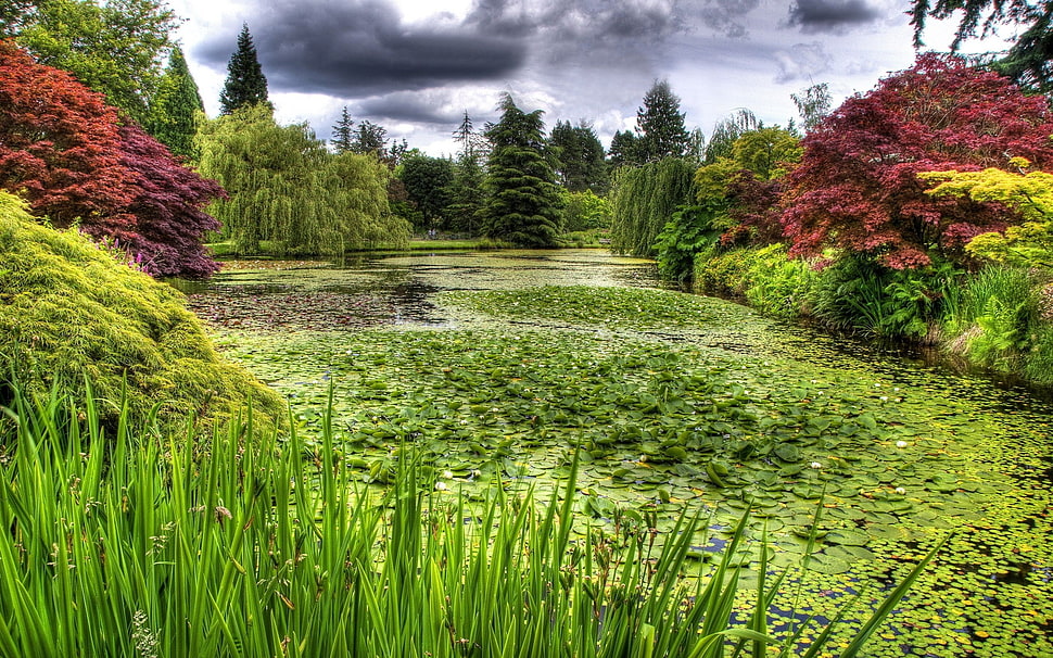 Swamp,  Grass,  Trees HD wallpaper