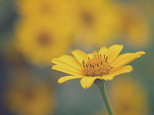 tilt shift view of yellow Dandelion flower HD wallpaper