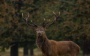 brown and black deer head, animals, stags