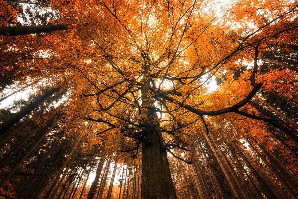 brown leafed tree, fall, nature, trees HD wallpaper