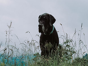 adult black and white great dane HD wallpaper