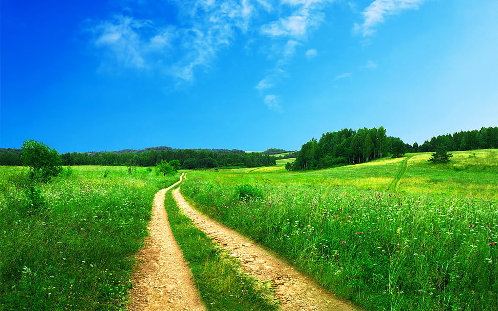photography of pathway between green leaf field with blue sky as background HD wallpaper