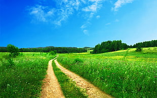 photography of pathway between green leaf field with blue sky as background
