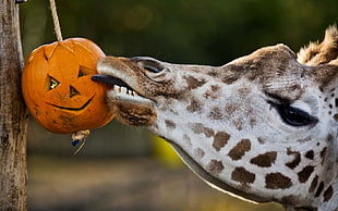 giraffe licking jack 'o lantern HD wallpaper