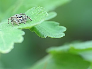 gray jumping spider, spider, insect, leaves, plants HD wallpaper