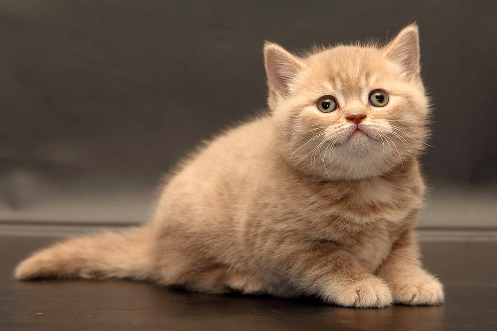 orange Tabby cat HD wallpaper