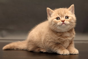 orange Tabby cat
