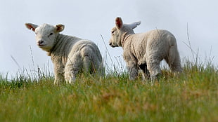 selective focus photography of lambs on green grass field