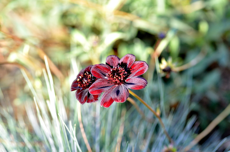 red petaled flower in closeup photo HD wallpaper