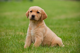 brown puppy on grass during faytime
