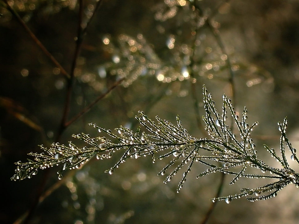 shallow focus photography of leaf HD wallpaper