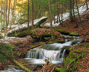 time lapse photo of river on woods at daytime HD wallpaper
