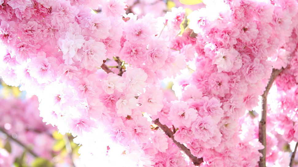 pink petaled flowers HD wallpaper