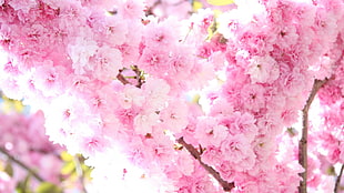 pink petaled flowers HD wallpaper