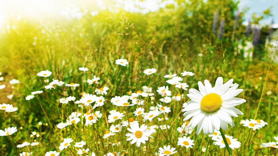 bed of daisies HD wallpaper