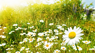 bed of daisies HD wallpaper