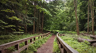 brown wooden pathway rails, Poland, forest, landscape, fence