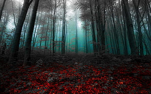 red petals and green leaf trees, magic, fairy tale, nature, landscape