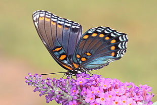 close up photo of black, white, and orange Butterfly on purple petaled flower, spotted HD wallpaper
