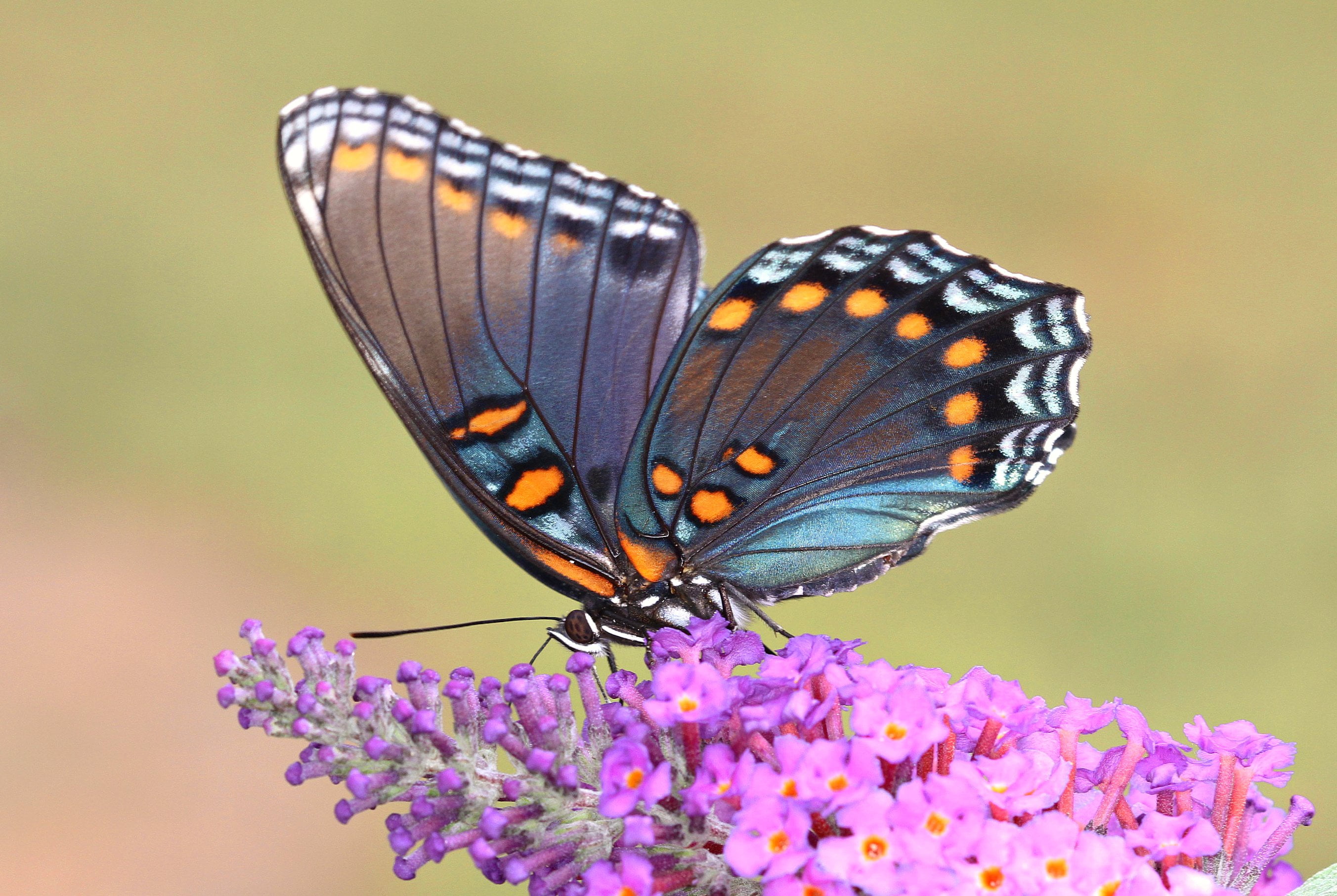 close up photo of black, white, and orange Butterfly on purple petaled flower, spotted