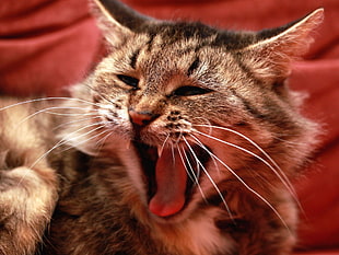 brown tabby cat with mouth open HD wallpaper