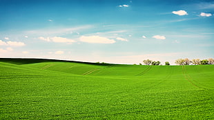 green grass field, landscape, nature, clouds, field