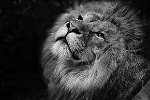 grayscale photography of a lion