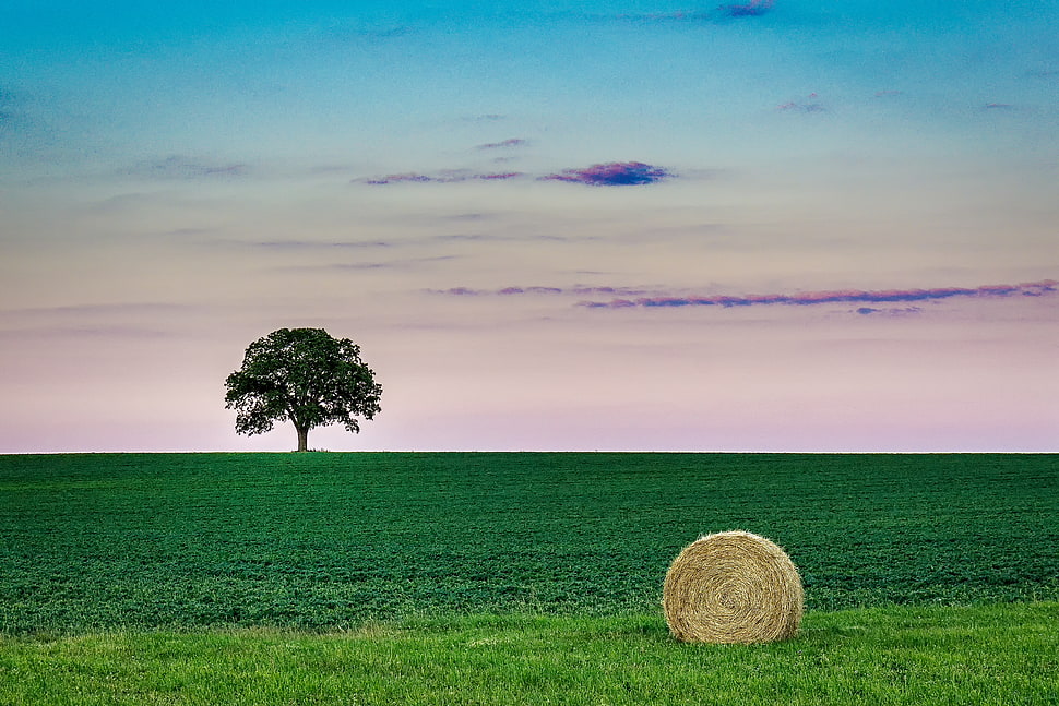 white rolled hay on grass field near green tree HD wallpaper