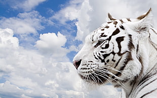 Albino tiger photo near white clouds HD wallpaper