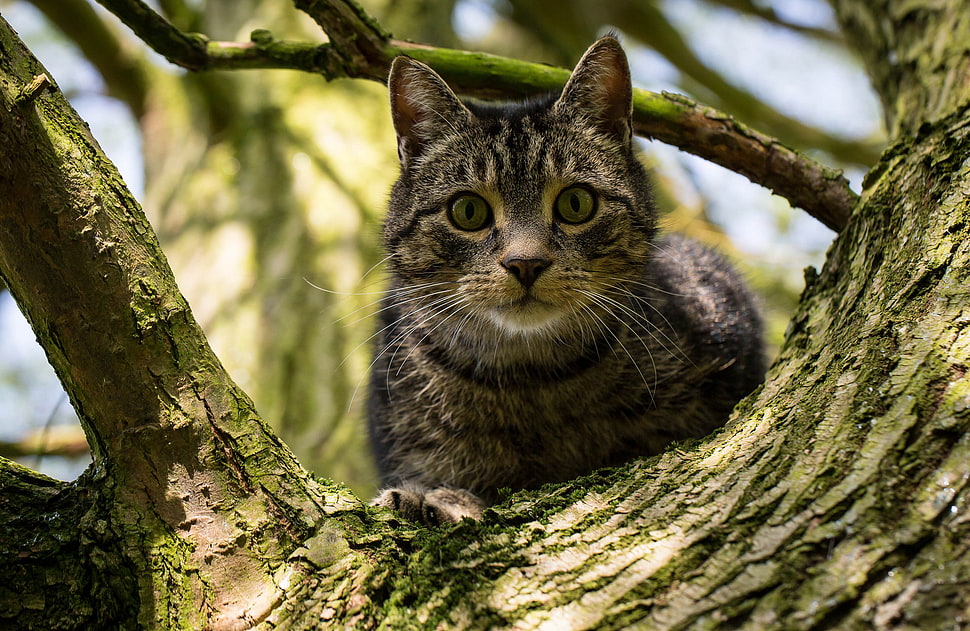 brown Tabby cat on tree during daytime HD wallpaper