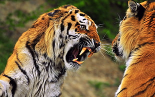 close up photo of two fighting angry tigers