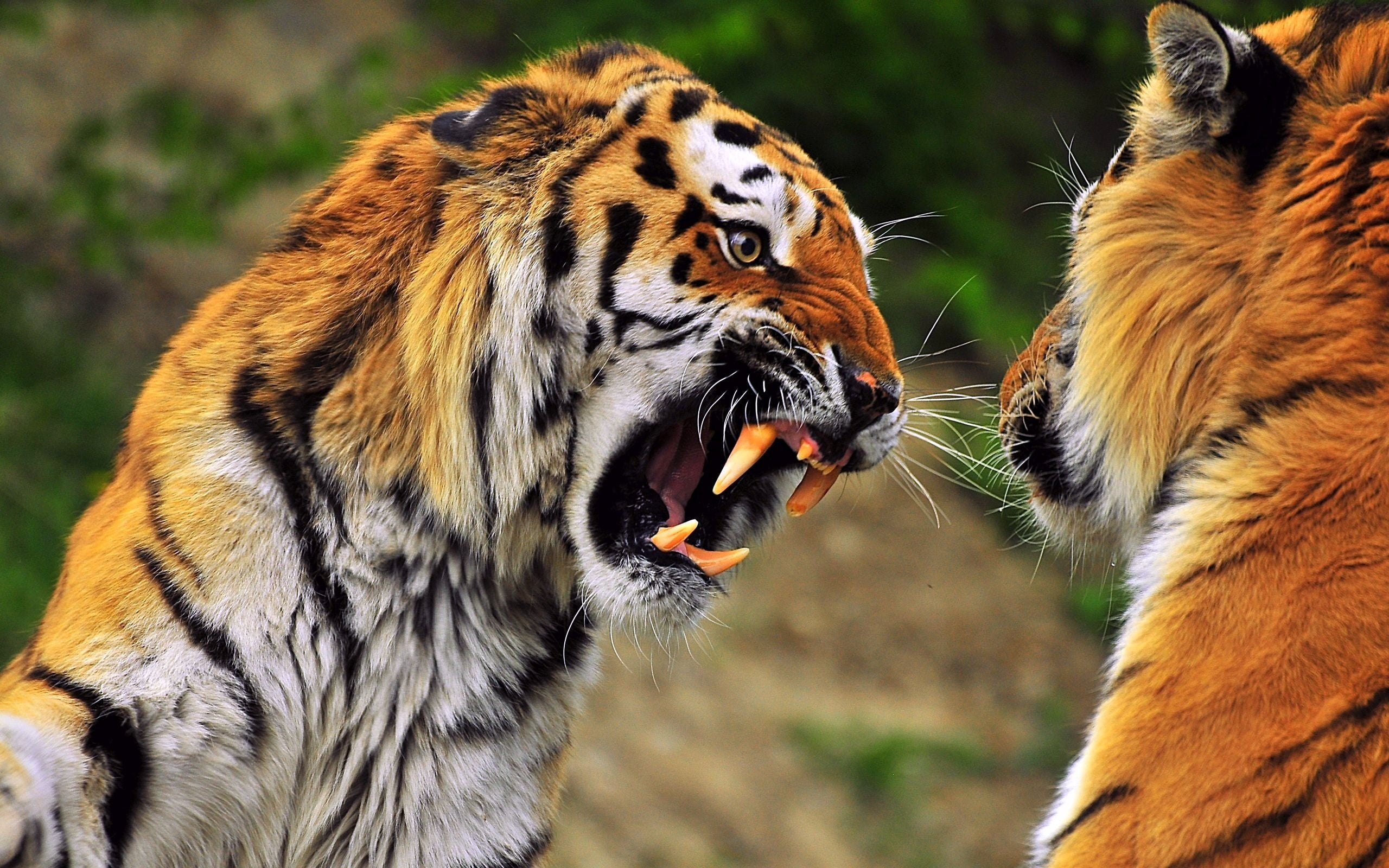 Close up photo of two fighting angry tigers HD wallpaper | Wallpaper Flare