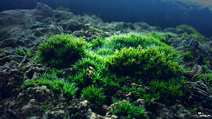 green coral reef, nature, moss, photography, green HD wallpaper
