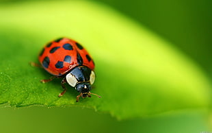 22-spotted lady beetle on green leaf in micro photography