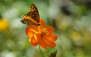 Gulf fritillary butterfly on orange petaled flower during daytime