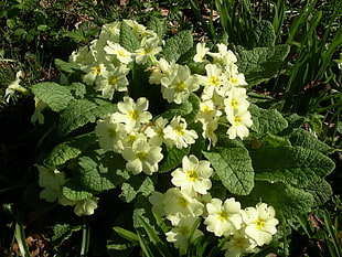 white primrose flowers in close up photography
