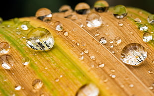 droplets on leaf HD wallpaper