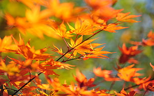 close-up photo of orange leaves HD wallpaper