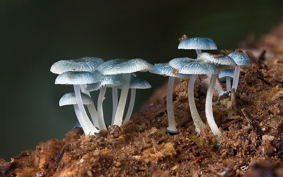 two white and blue fish, nature, mushroom, plants HD wallpaper