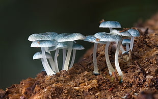 two white and blue fish, nature, mushroom, plants