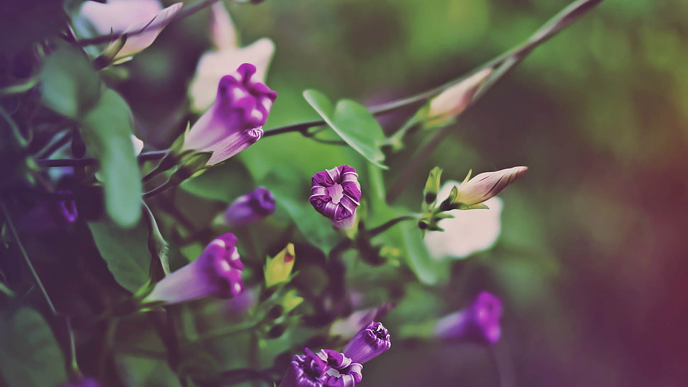 selective focus photo of purple petaled flower HD wallpaper