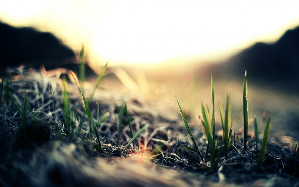 selective focus photography of green grass HD wallpaper