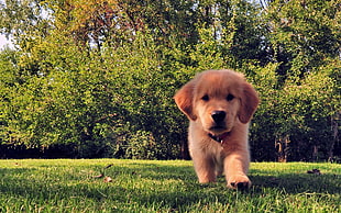 Golden Retriever puppy on grassfield