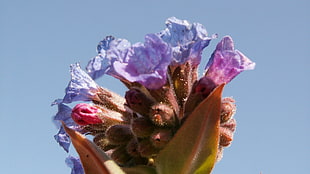 closeup photo of purple-and-blue flowers