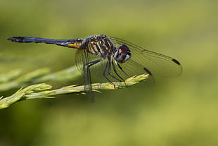 yellow and black Dragonfly HD wallpaper